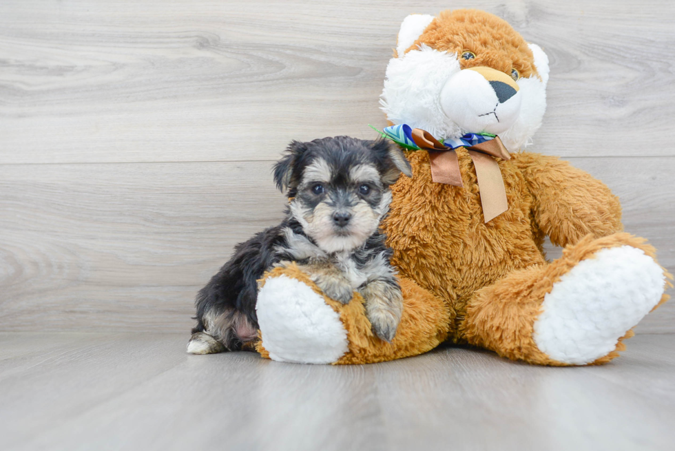 Morkie Puppy for Adoption