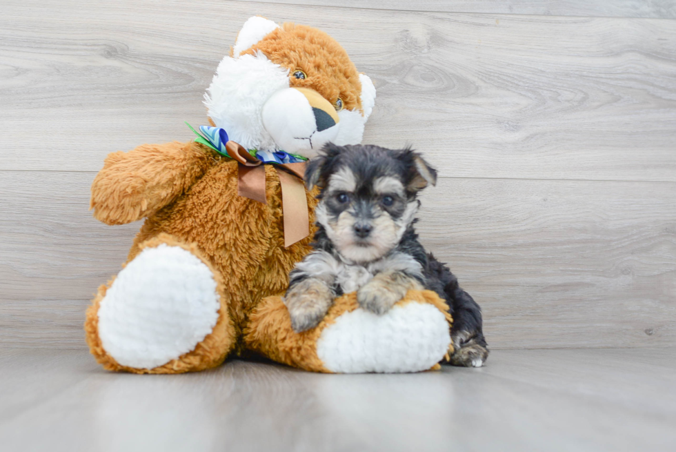 Morkie Pup Being Cute