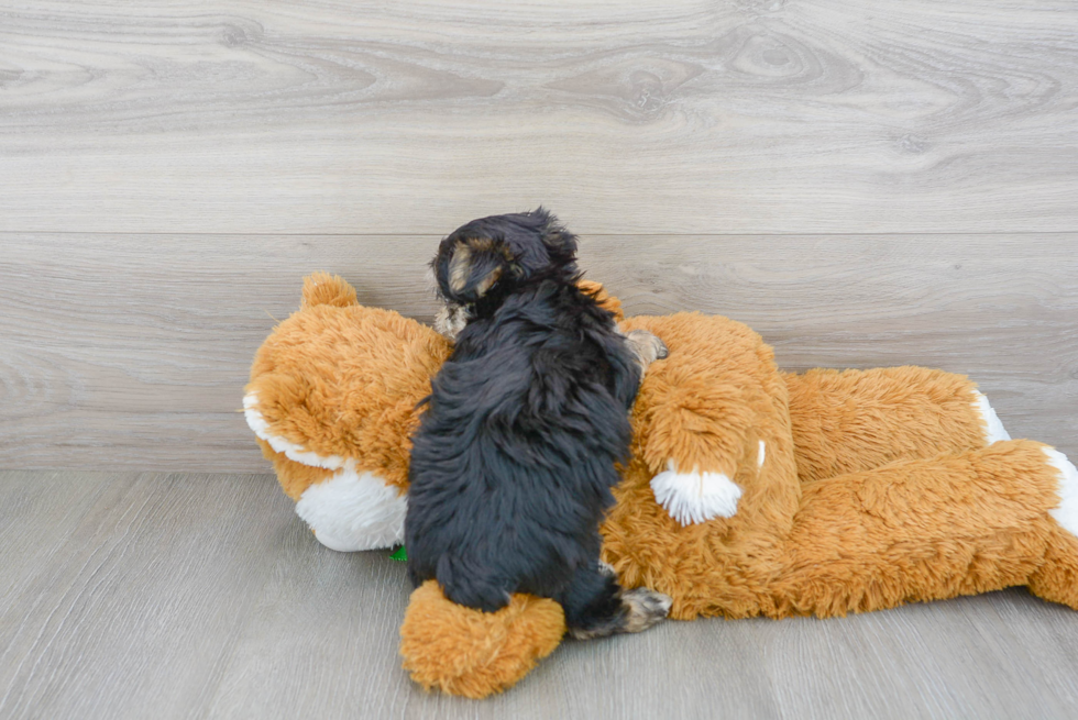 Morkie Pup Being Cute