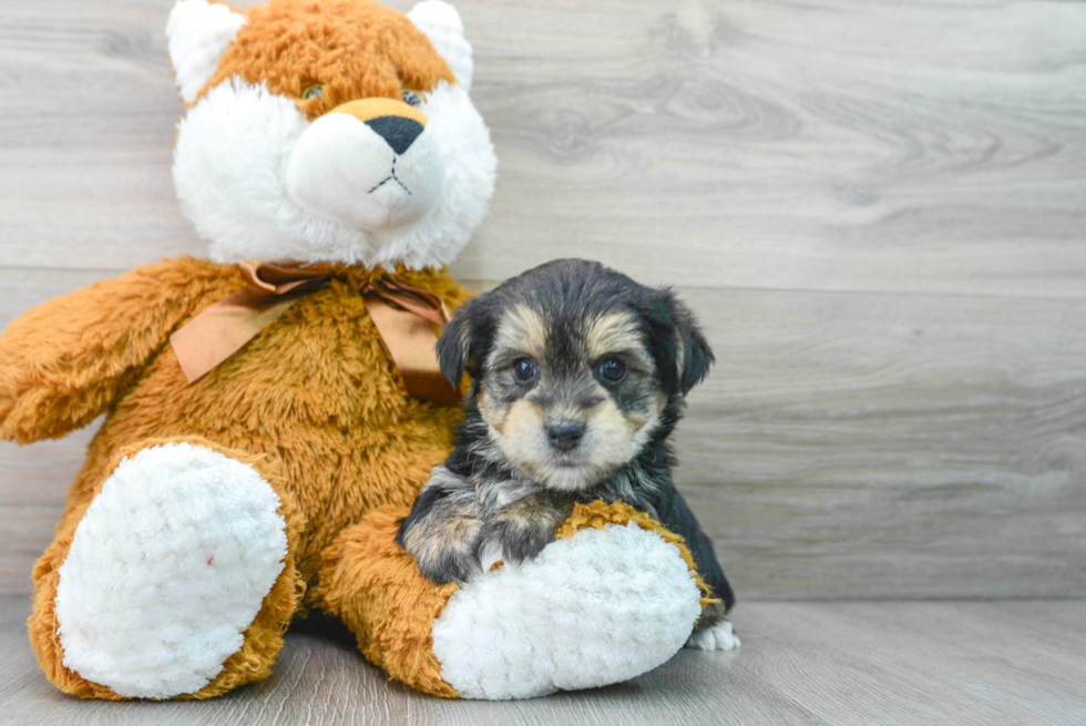 Fluffy Morkie Designer Pup