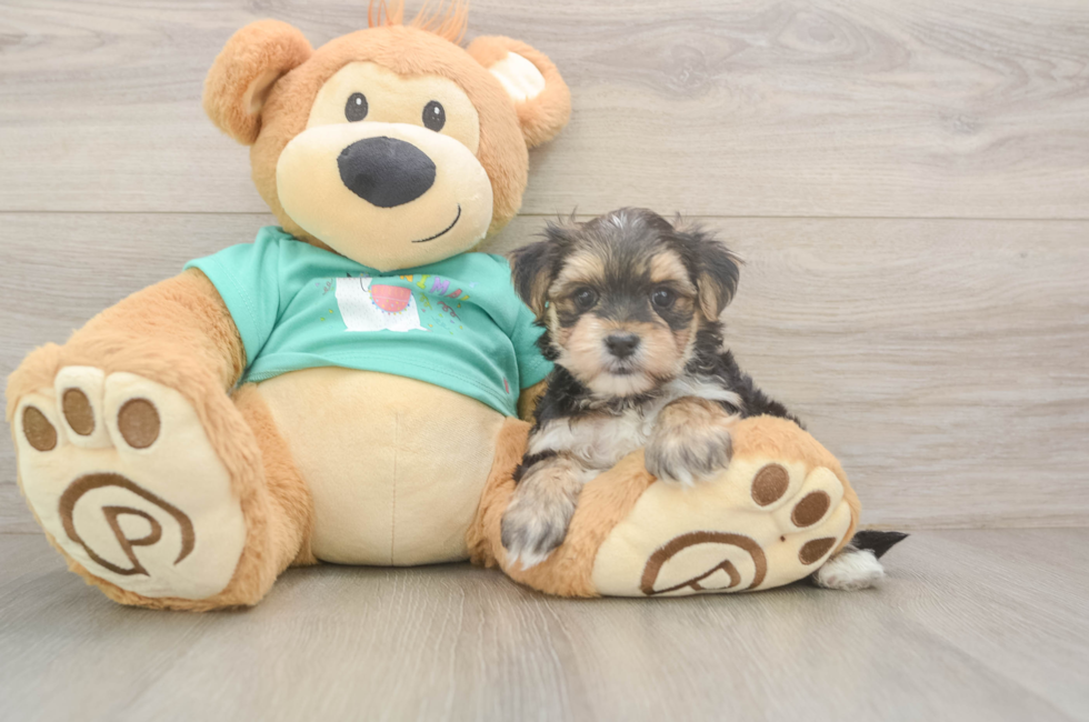 6 week old Morkie Puppy For Sale - Premier Pups