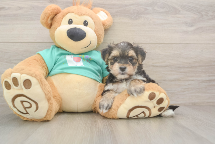 Meet Nugget - our Morkie Puppy Photo  1/3 - Premier Pups Morkie Puppy for Adoption