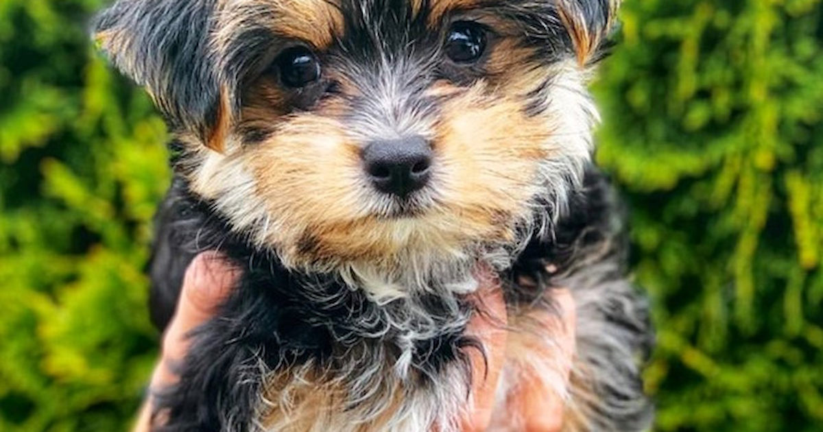 Morkie Dog Maltese Yorkie Mix Puppies Maltipoo And Yorkie Poo Mix