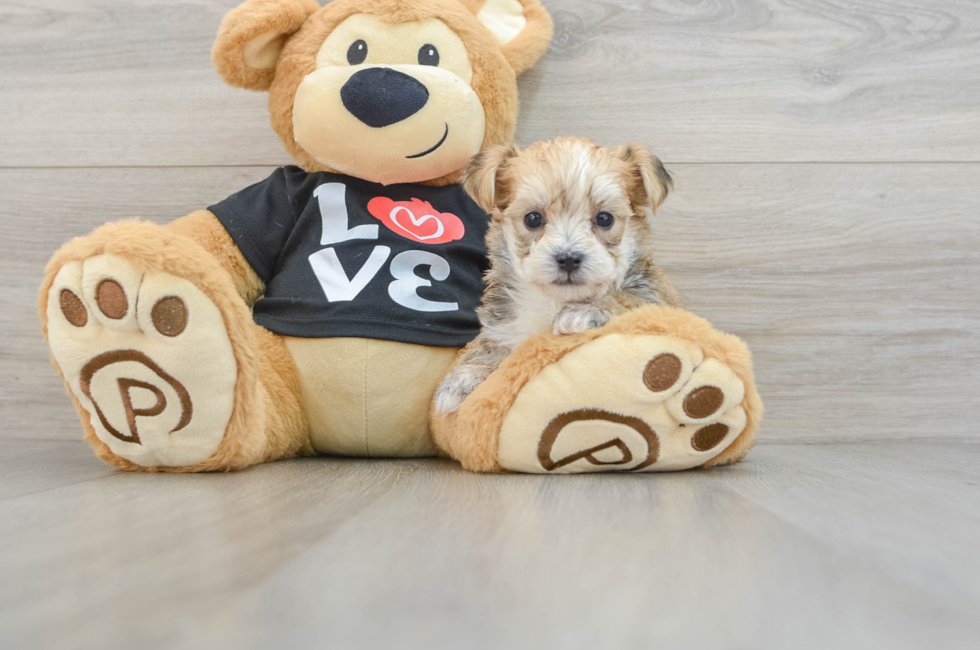 5 week old Morkie Puppy For Sale - Premier Pups