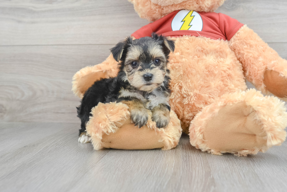Cute Morkie Baby
