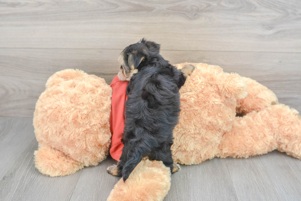 Morkie Pup Being Cute