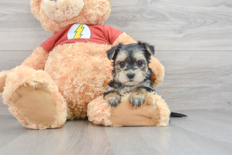 Best Morkie Baby