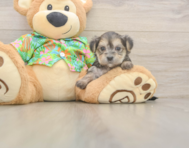 5 week old Morkie Puppy For Sale - Premier Pups