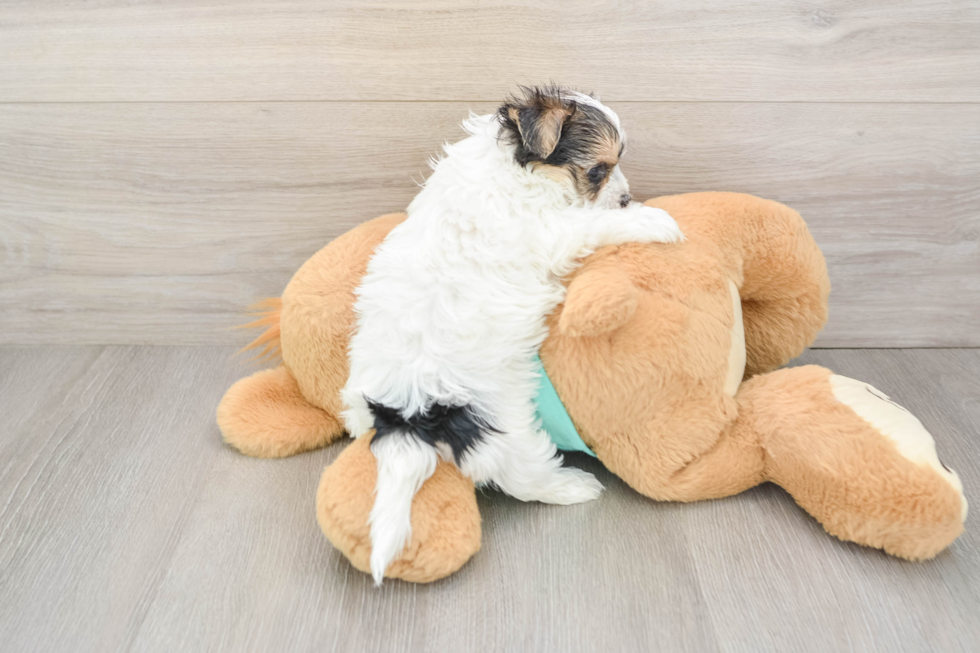Morkie Pup Being Cute