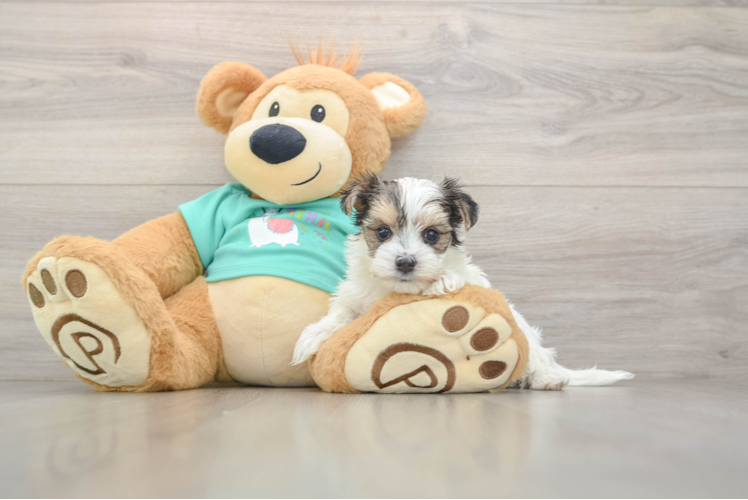 Smart Morkie Designer Pup