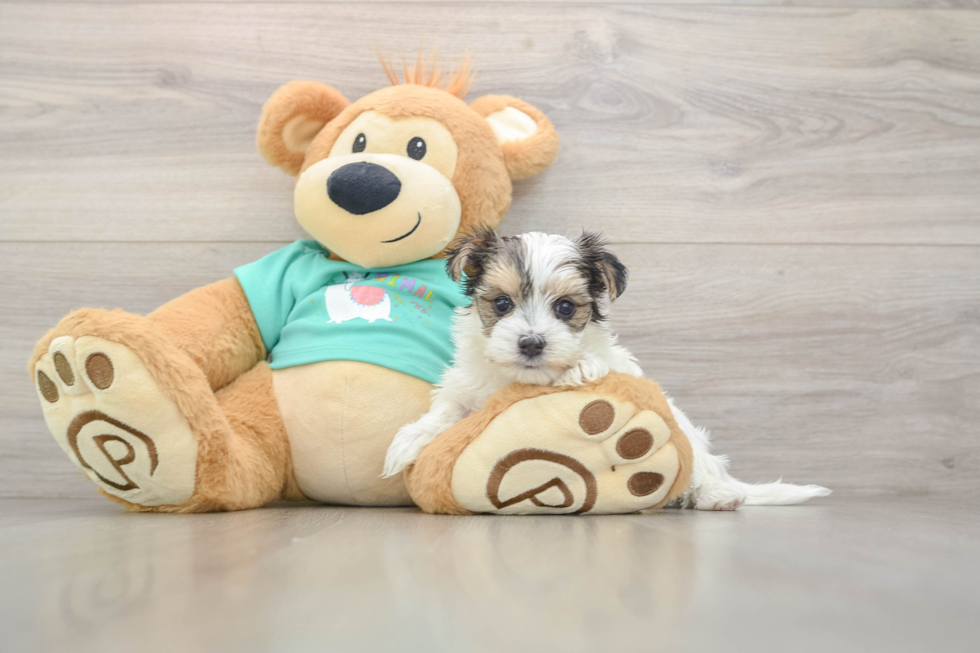 Smart Morkie Designer Pup