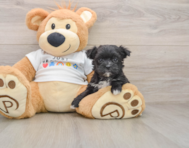 6 week old Morkie Puppy For Sale - Premier Pups