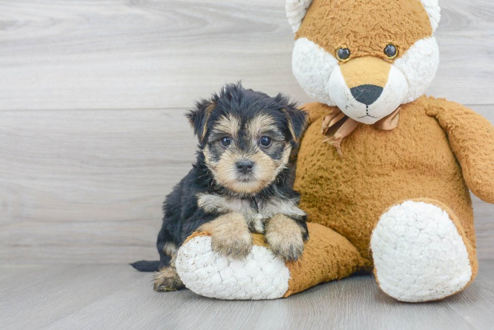 Morkie Puppy for Adoption