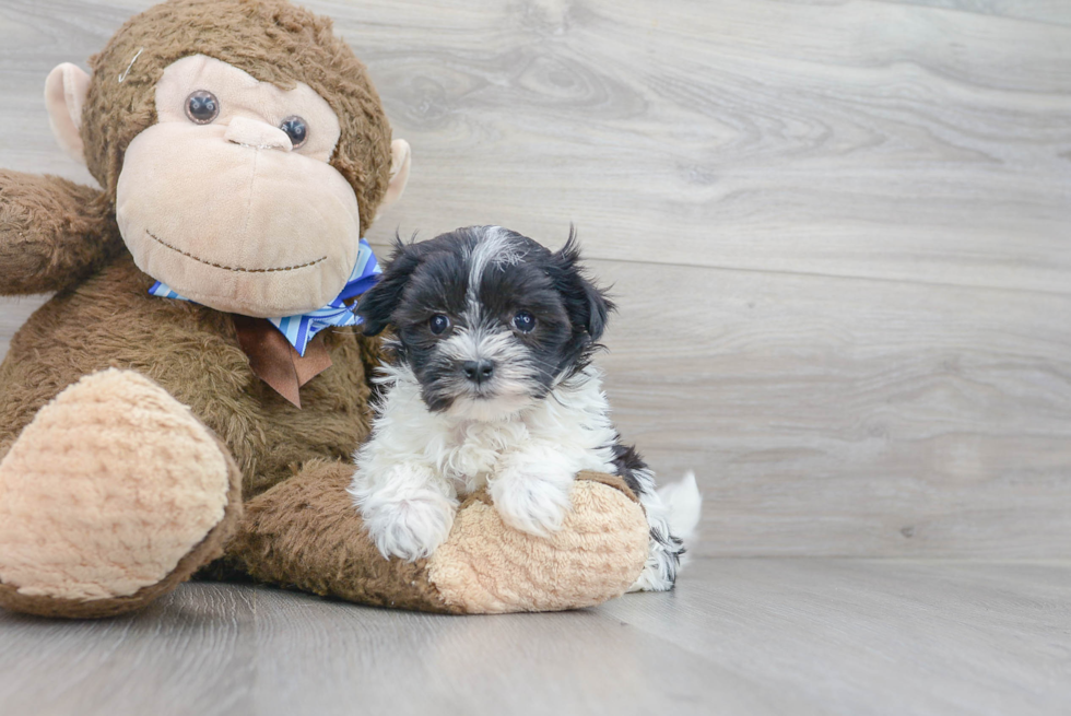 Fluffy Morkie Designer Pup