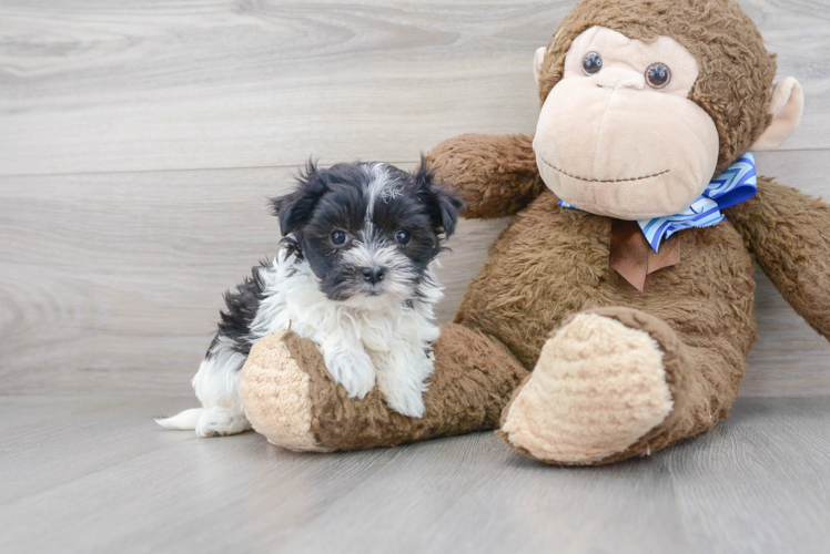 Morkie Pup Being Cute