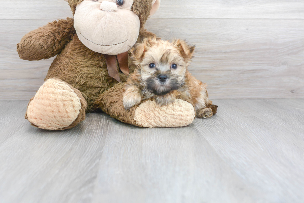 Morkie Puppy for Adoption