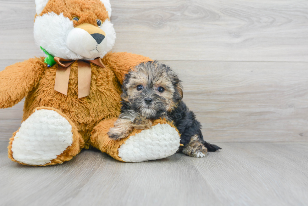 Best Morkie Baby