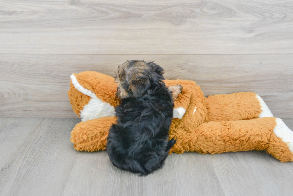 Hypoallergenic Yorkie Designer Puppy