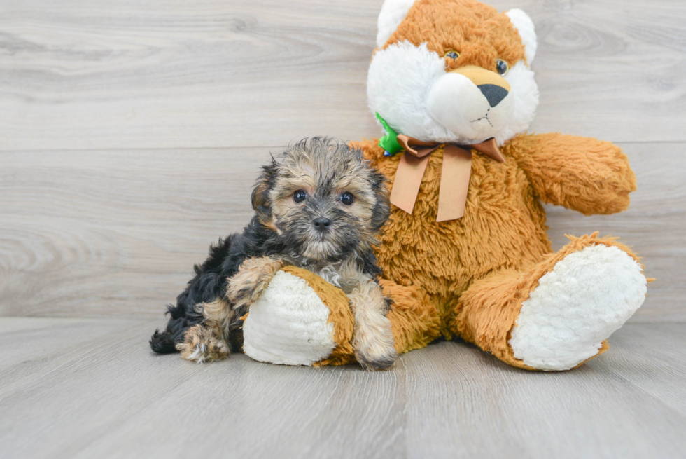 Friendly Morkie Baby