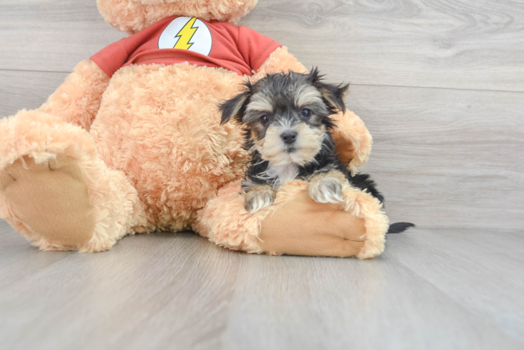 Morkie Pup Being Cute