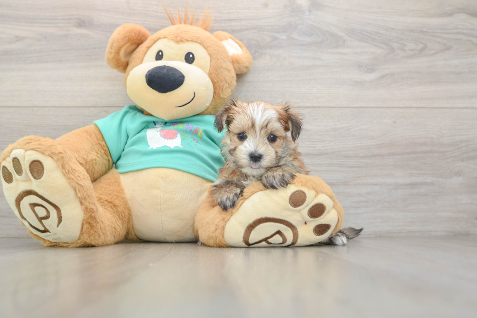 Little Yortese Designer Puppy