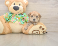 5 week old Morkie Puppy For Sale - Premier Pups