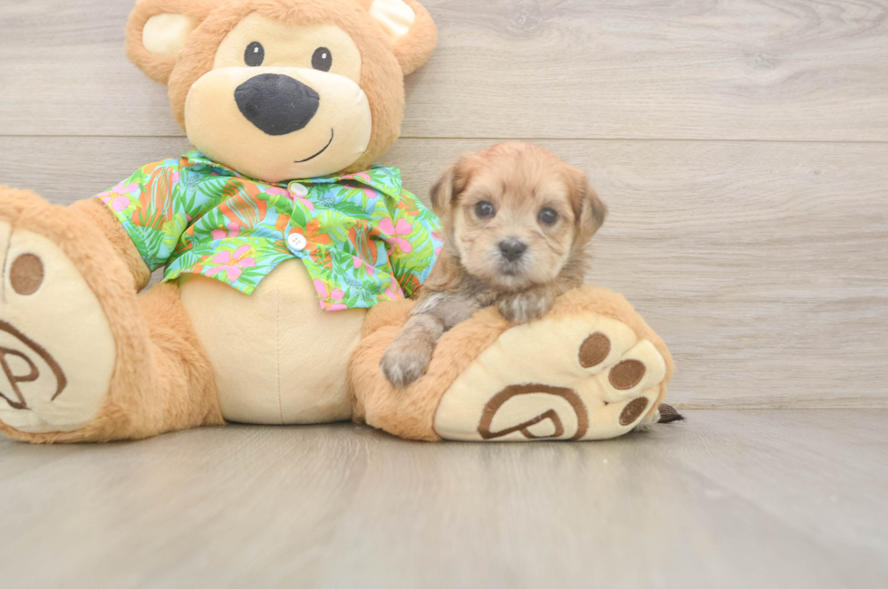 5 week old Morkie Puppy For Sale - Premier Pups
