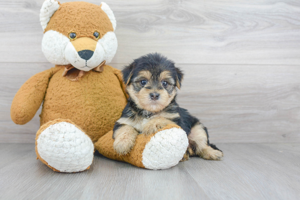 Best Morkie Baby