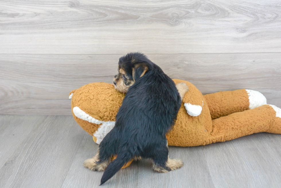 Petite Morkie Designer Pup