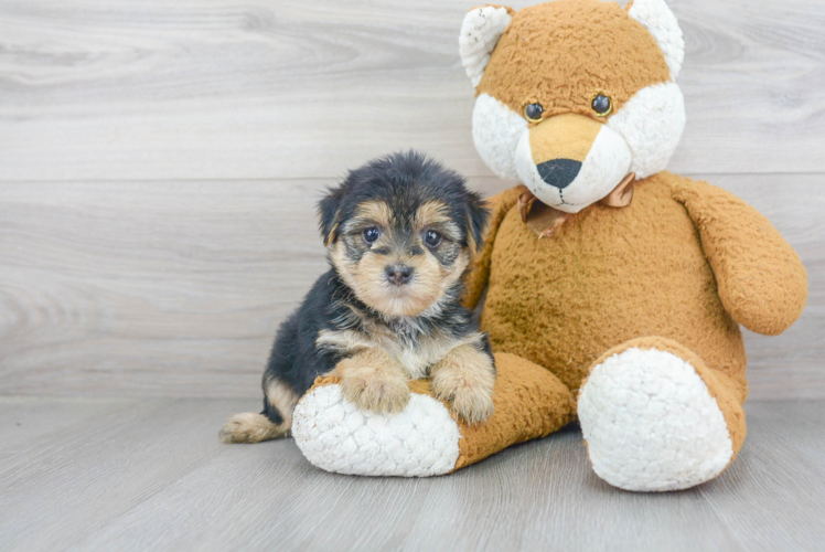 Morkie Pup Being Cute