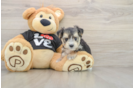Smart Morkie Designer Pup