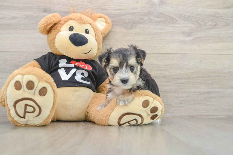 Smart Morkie Designer Pup
