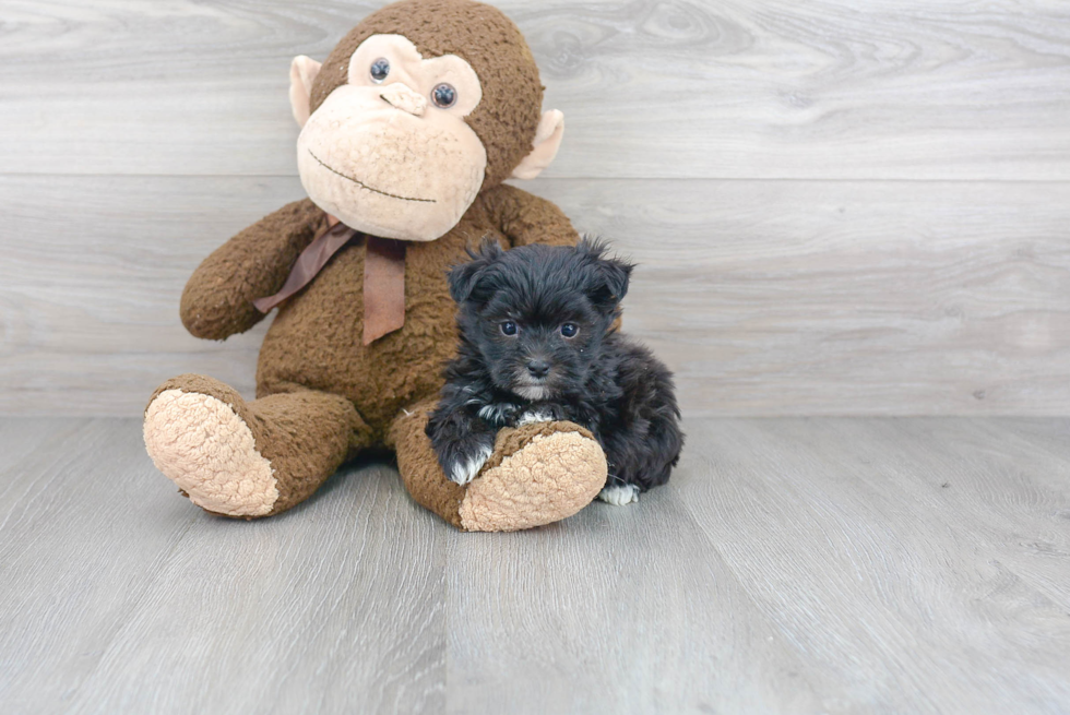 Hypoallergenic Yorkie Designer Puppy