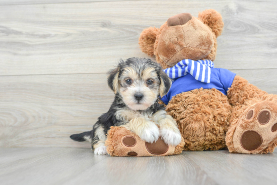 Happy Morkie Baby