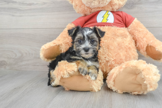 Morkie Puppy for Adoption