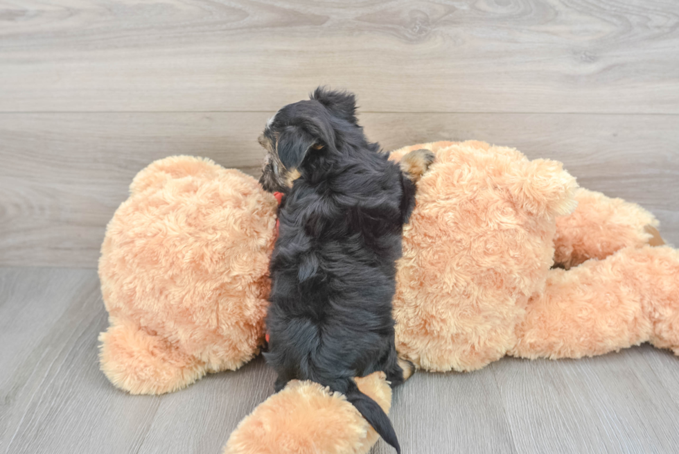 Fluffy Morkie Designer Pup