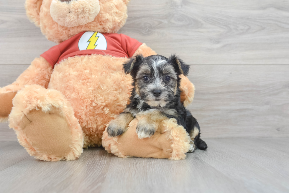 Playful Yorkie Designer Puppy