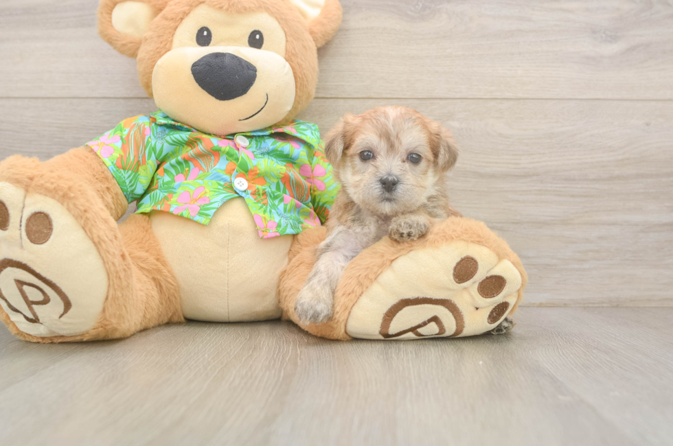 5 week old Morkie Puppy For Sale - Premier Pups