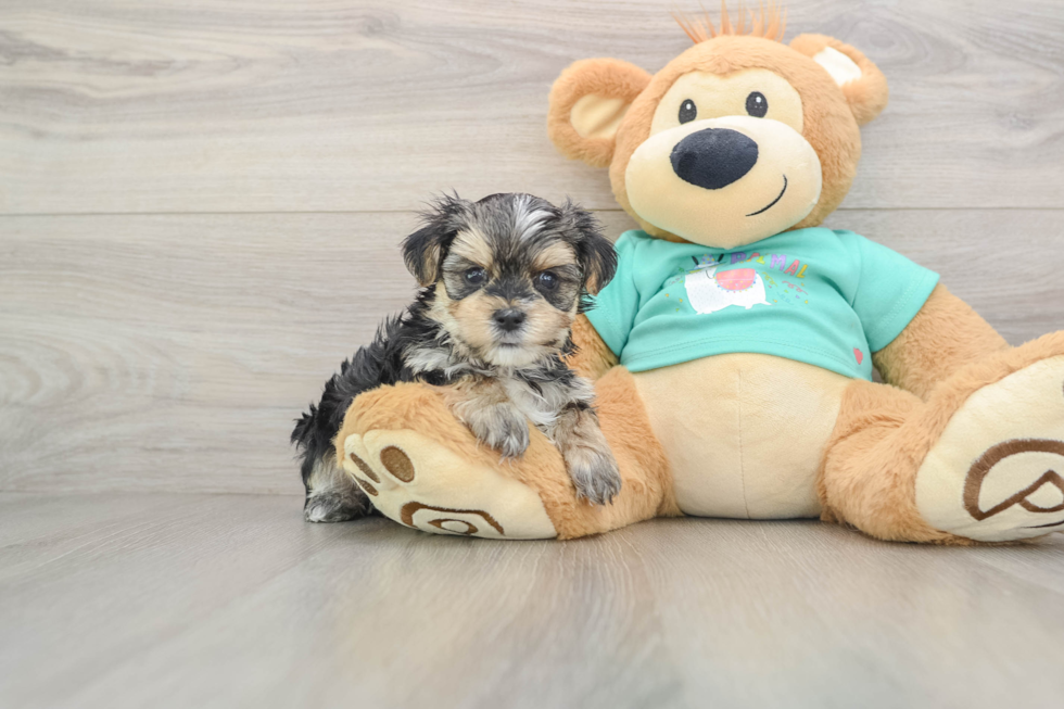 Small Morkie Baby