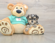 7 week old Morkie Puppy For Sale - Premier Pups