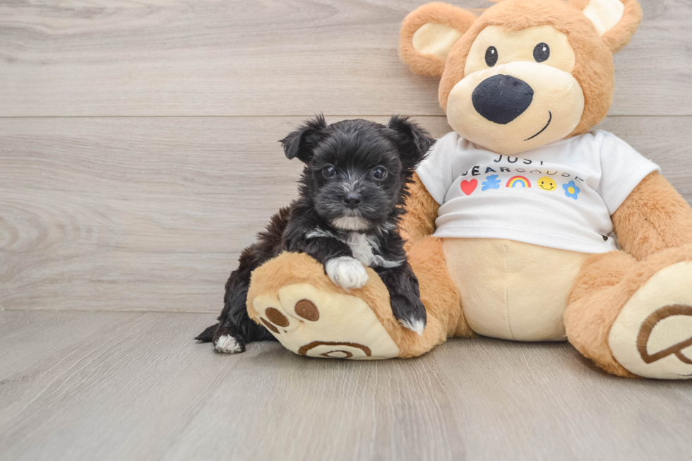 Morkie Puppy for Adoption