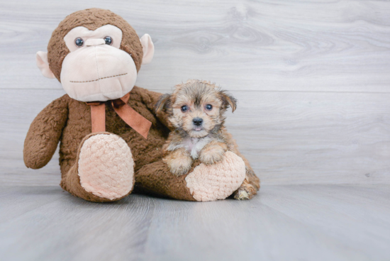 Friendly Morkie Baby