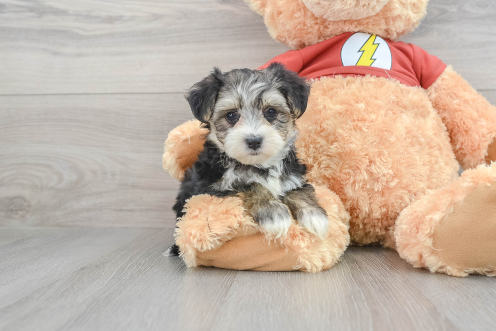 Adorable Yorkie Designer Puppy