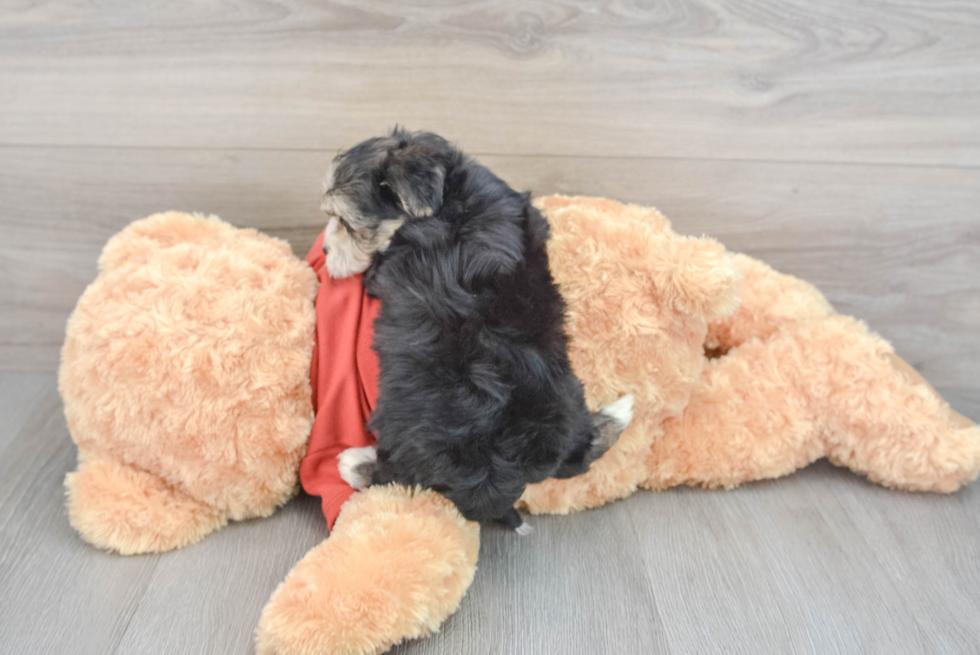 Morkie Pup Being Cute