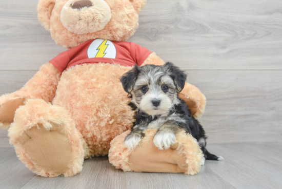 Morkie Pup Being Cute