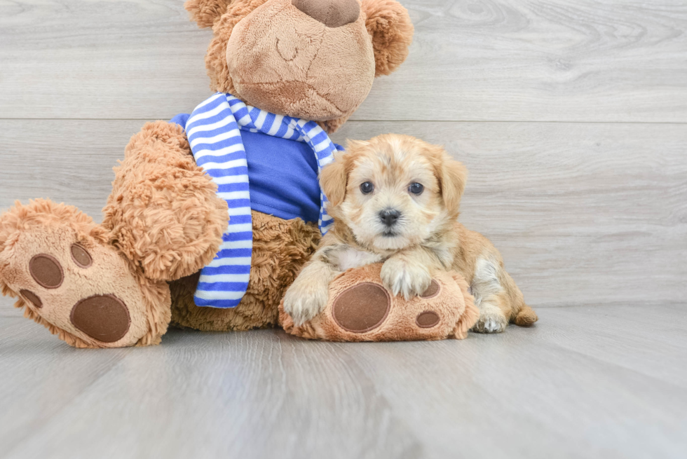 Playful Yorkie Designer Puppy