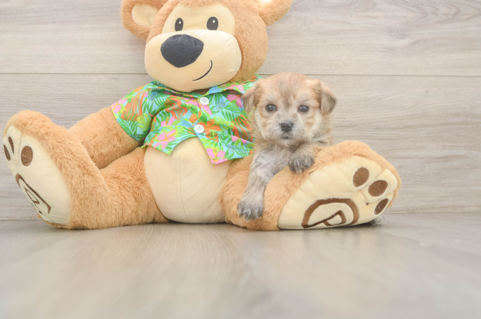5 week old Morkie Puppy For Sale - Premier Pups