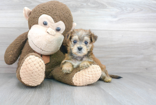 Morkie Pup Being Cute