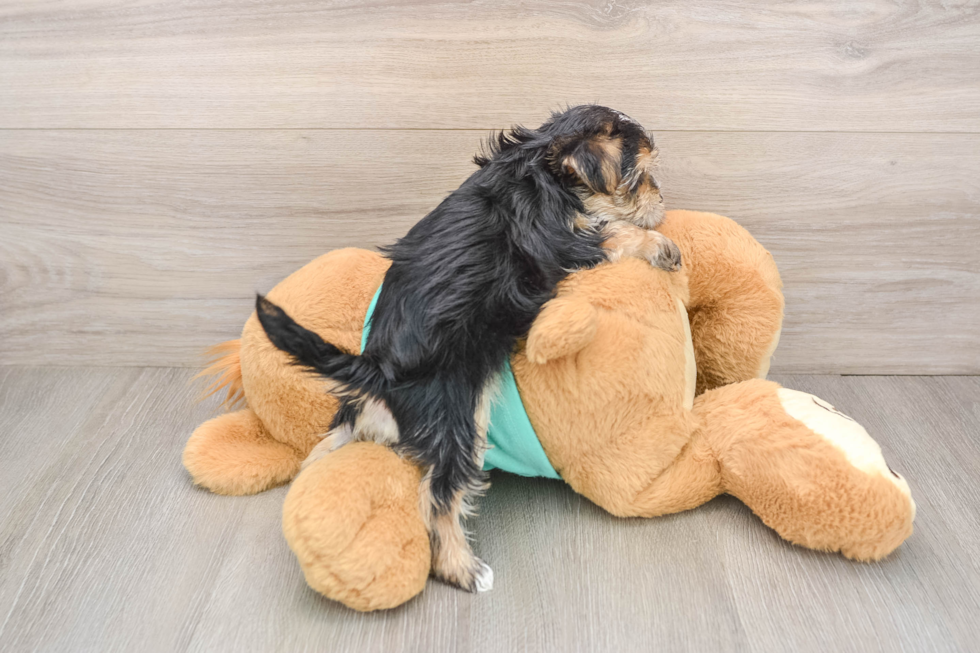 Popular Morkie Designer Pup