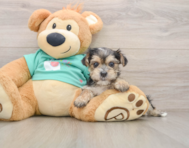 7 week old Morkie Puppy For Sale - Premier Pups